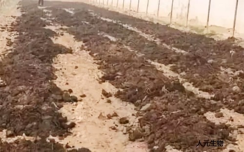 為什么沒有發(fā)酵的雞糞不推薦使用