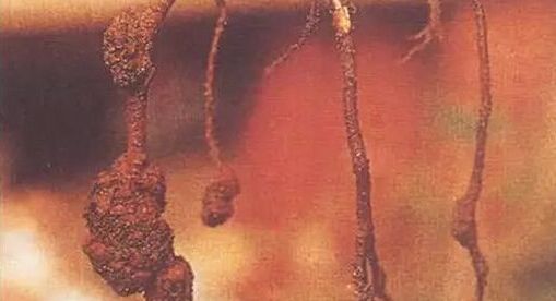 雞糞直接施用到作物上存在的隱患 雞糞直接施用到作物上存在的隱患