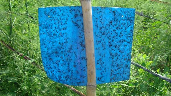 粘蟲(chóng)板能粘哪些蟲(chóng)子