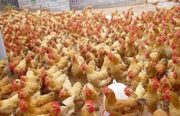 解決雞糞污染的七個(gè)方法 解決雞糞污染的七個(gè)方法