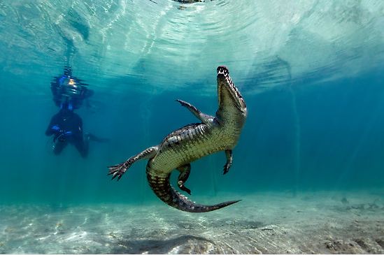 【藍(lán)瘦、香菇】遠(yuǎn)離污染、走進(jìn)綠色_人元生物