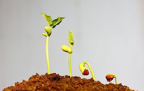 【土壤問題】土壤如何施肥，為什么必須使用有機(jī)肥