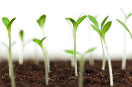 生物復(fù)合肥:使產(chǎn)量增加和土壤改良成為現(xiàn)實(shí) 生物復(fù)合肥:使產(chǎn)量增加和土壤改良成為現(xiàn)實(shí)