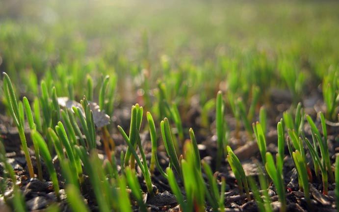生產(chǎn)有機(jī)蔬菜_如何防除雜草 生產(chǎn)有機(jī)蔬菜_如何防除雜草