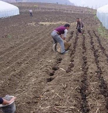 怎樣施有機(jī)肥_有機(jī)肥怎么用 怎樣施有機(jī)肥_有機(jī)肥怎么用