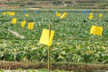 無公害9法巧防蔬菜蚜蟲 生物菌劑消滅蚜蟲！