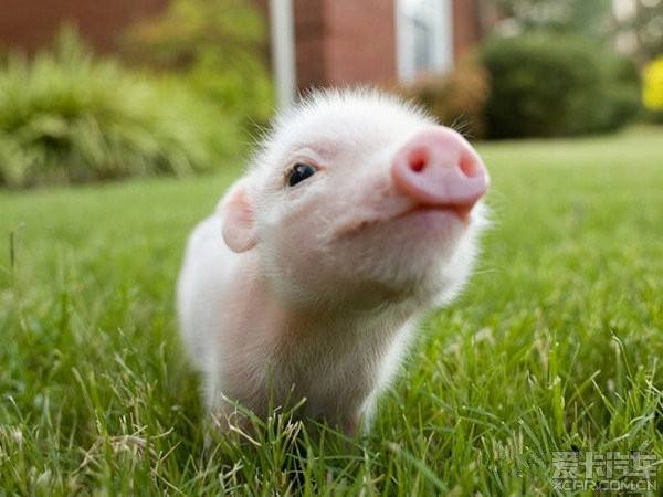 豬糞有機(jī)肥發(fā)酵方法_豬糞發(fā)酵有機(jī)肥制作工藝 豬糞有機(jī)肥發(fā)酵方法_豬糞發(fā)酵有機(jī)肥制作工藝