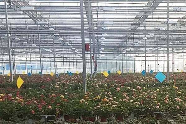 蚜蟲怎么治_蚜蟲的防治方法_13種消滅蚜蟲的好方法 蚜蟲怎么治_蚜蟲的防治方法_13種消滅蚜蟲的好方法