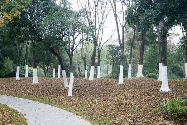 蚜蟲怎么治_蚜蟲的防治方法_13種消滅蚜蟲的好方法 蚜蟲怎么治_蚜蟲的防治方法_13種消滅蚜蟲的好方法