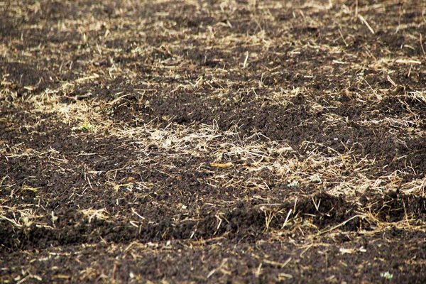 化肥搭配有機肥好處多