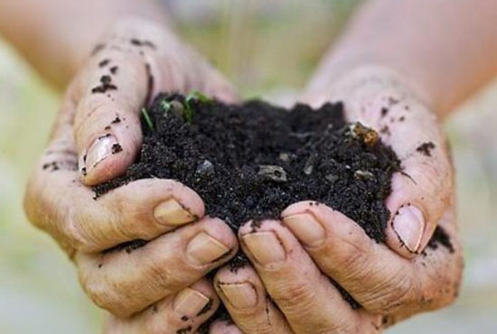 雞糞有機肥使用后有哪些好處？