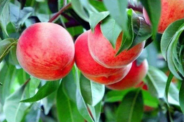 桃樹膨大期追什么肥料好？