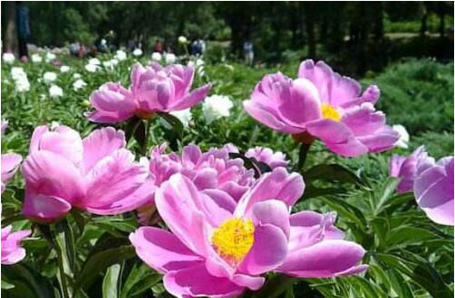 芍藥花期在什么時(shí)候，施什么肥料好?