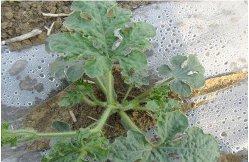 西瓜施用什么肥料長(zhǎng)的好？施肥技術(shù)有哪些？