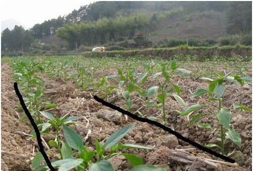 辣椒開花不結(jié)果的原因，需要施用什么肥料