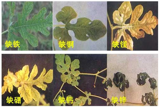 西瓜施用什么肥料長(zhǎng)的好？施肥技術(shù)有哪些？