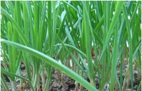 大棚韭菜沖什么肥料長(zhǎng)的快?需要注意哪些？