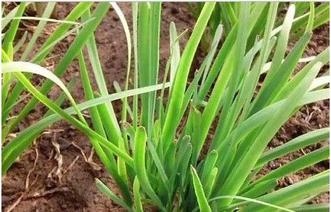 大棚韭菜沖什么肥料長(zhǎng)的快?需要注意哪些？