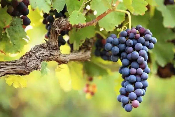 種植葡萄時(shí)用什么肥料好？