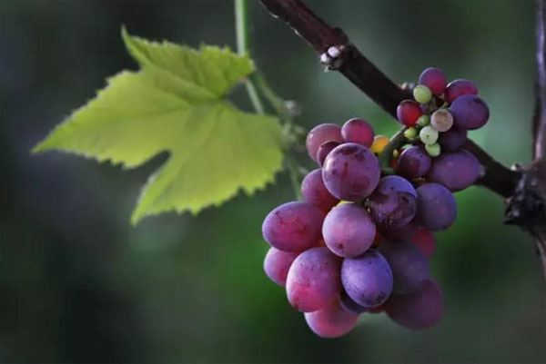 種植葡萄時(shí)用什么肥料好？