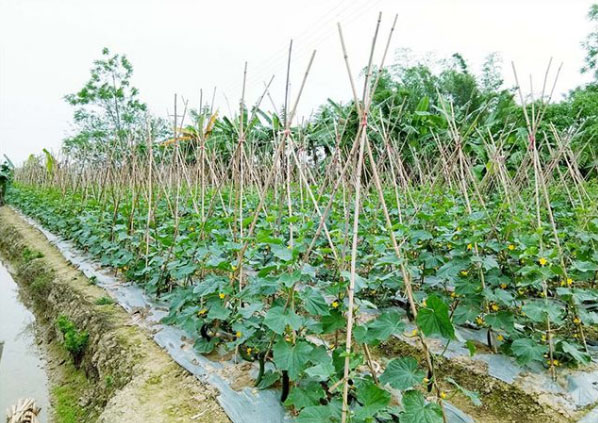 黃瓜施什么肥長的好？具體用法用量如何？