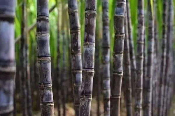 甘蔗施用什么肥料好？如何使用？