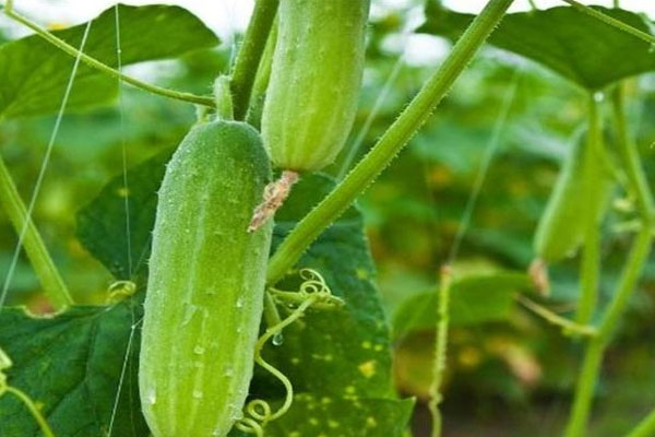 黃瓜施什么肥長的好？具體用法用量如何？