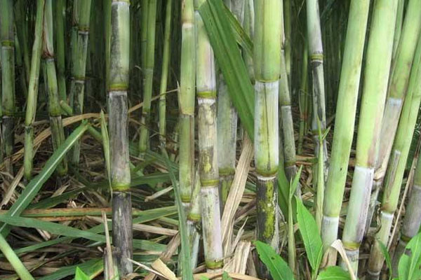甘蔗施用什么肥料好？如何使用？