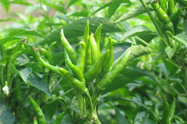 朝天椒施什么肥比較好？具體使用方法如何？