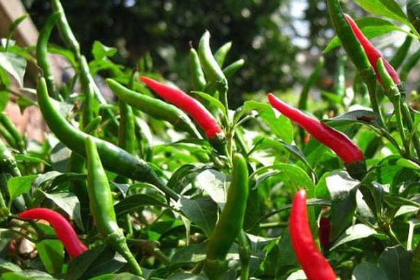 朝天椒施什么肥比較好？具體使用方法如何？