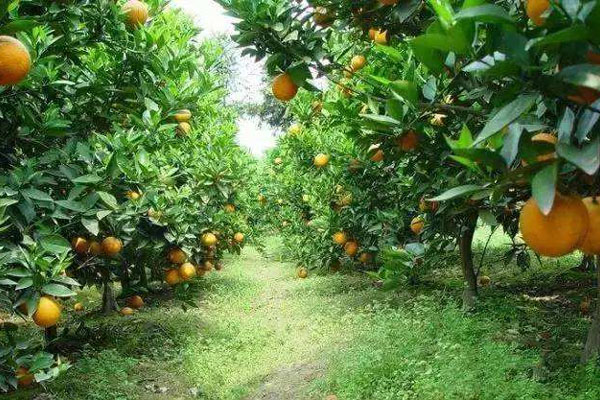 種柑橘用什么肥料好？如何使用？