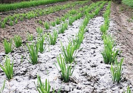 鉀肥是什么肥料，鉀肥的種類有哪些？