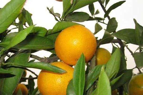 種柑橘用什么肥料好？如何使用？