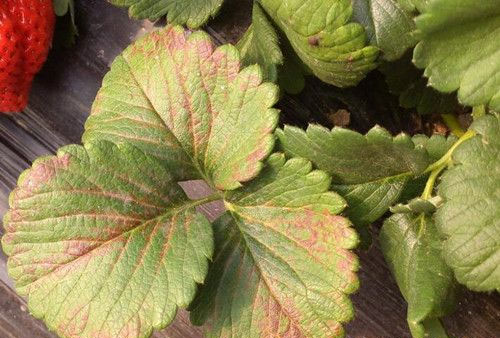 天然磷鉀肥有哪些?如何自制磷鉀肥？