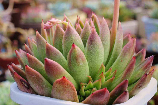 多肉植物施什么肥好，種植過程中需要注意哪些？