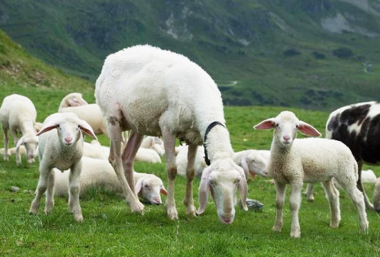 有機肥羊糞烘干機設備