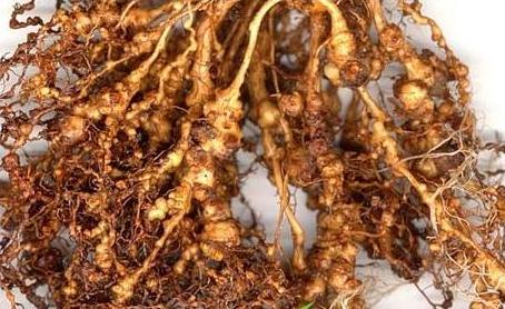 根結線蟲防治特效生物菌種