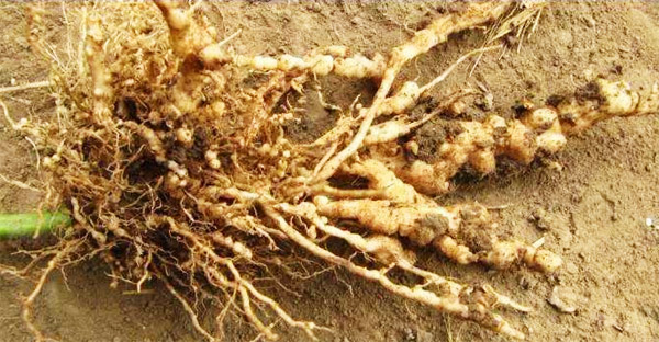 根結線蟲防治特效生物菌種