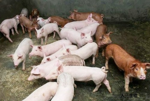 我國豬糞利用方面未來發(fā)展趨勢怎樣？