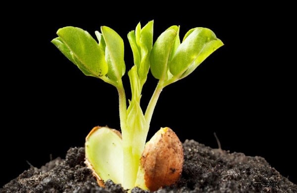 如何正確選擇商品有機(jī)肥，需要注意哪些問題？