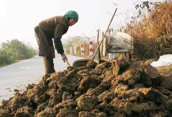 牛糞生產(chǎn)有機(jī)肥需要多少成本呢？