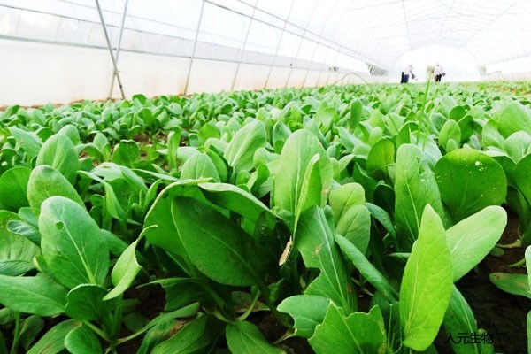 常說的施用有機肥十大好處都有哪些？