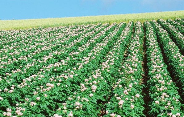 化肥與有機肥搭配使用的好處 化肥與有機肥搭配使用的好處