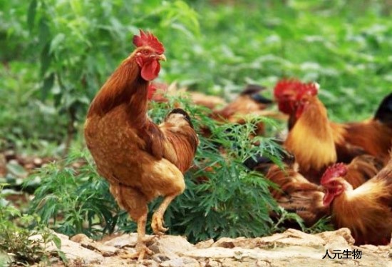 雞糞好用，發(fā)酵過程太難？雞糞發(fā)酵方法選對了其實很簡單