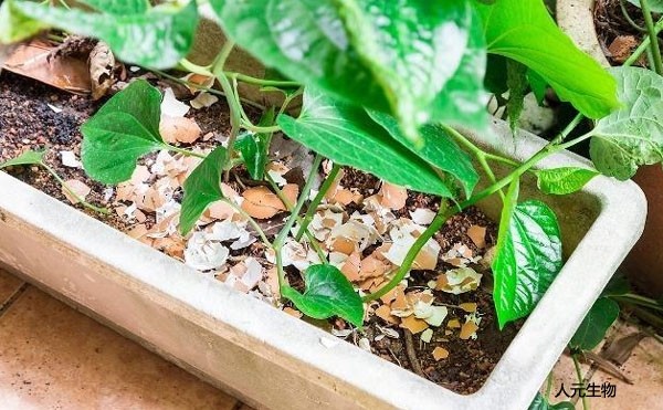 微生物菌肥和復(fù)合肥，有機(jī)肥一起使用需要注意什么？