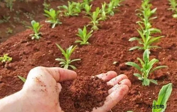 微生物菌肥和復(fù)合肥，有機(jī)肥一起使用需要注意什么？