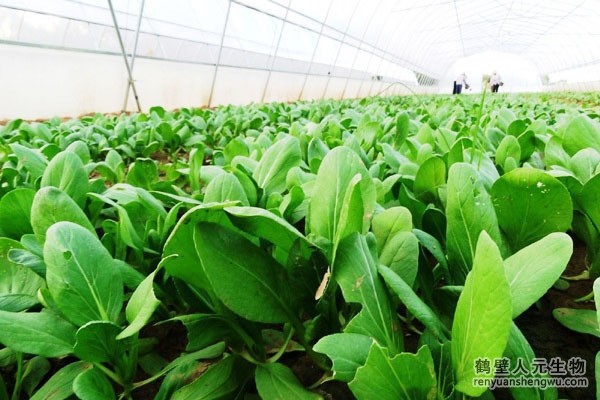 有機(jī)肥有什么作用，如何選購(gòu)商品有機(jī)肥？