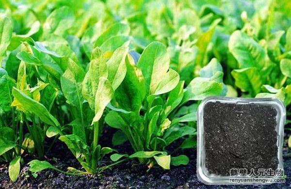 有機(jī)肥和化肥哪個(gè)效果好，有啥區(qū)別？