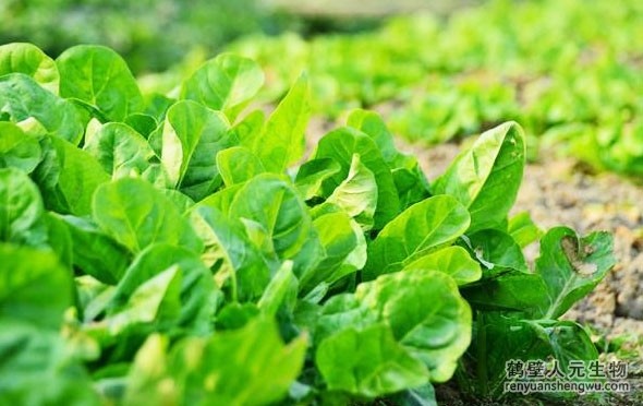 有機(jī)肥和化肥哪個(gè)效果好，有啥區(qū)別？