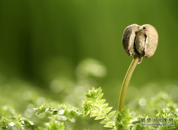 有機肥的正確施用方法